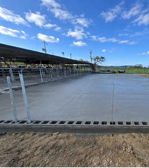 Dairy shed concrete yard with covered feed area in Tauranga